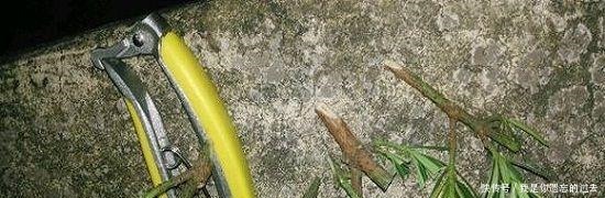 种棵罗汉松,招财又长寿,嫌太贵自己种,一根枝条就能活!