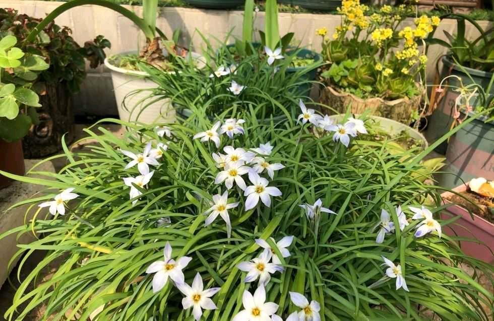阳台上养2种小花,株型小巧花量很大,颜色漂亮又好养