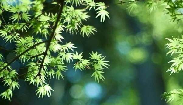 二陈汤|秋天是身体排痰最好的季节,这样做养肺排痰,清除体内陈年垃圾!