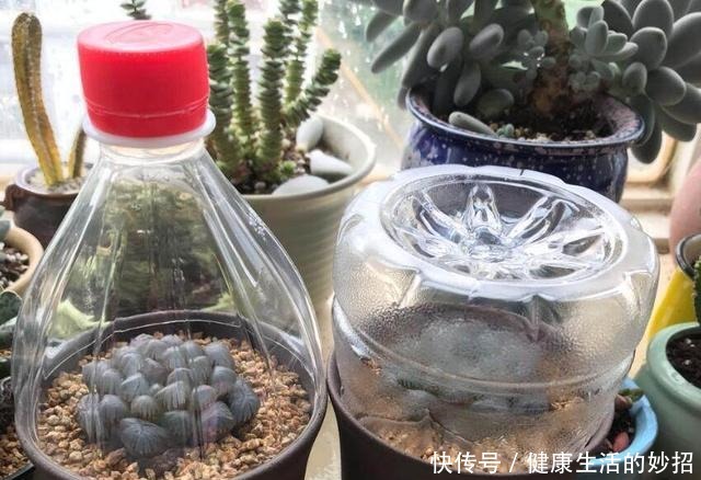 多肉玉露有4怕,塑料瓶扣3天,臭毛病全消失,美的像水晶!