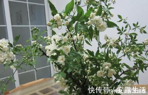 木香花|家里不通风、异味大,就养“3种花”,不仅有香味,还净化空气