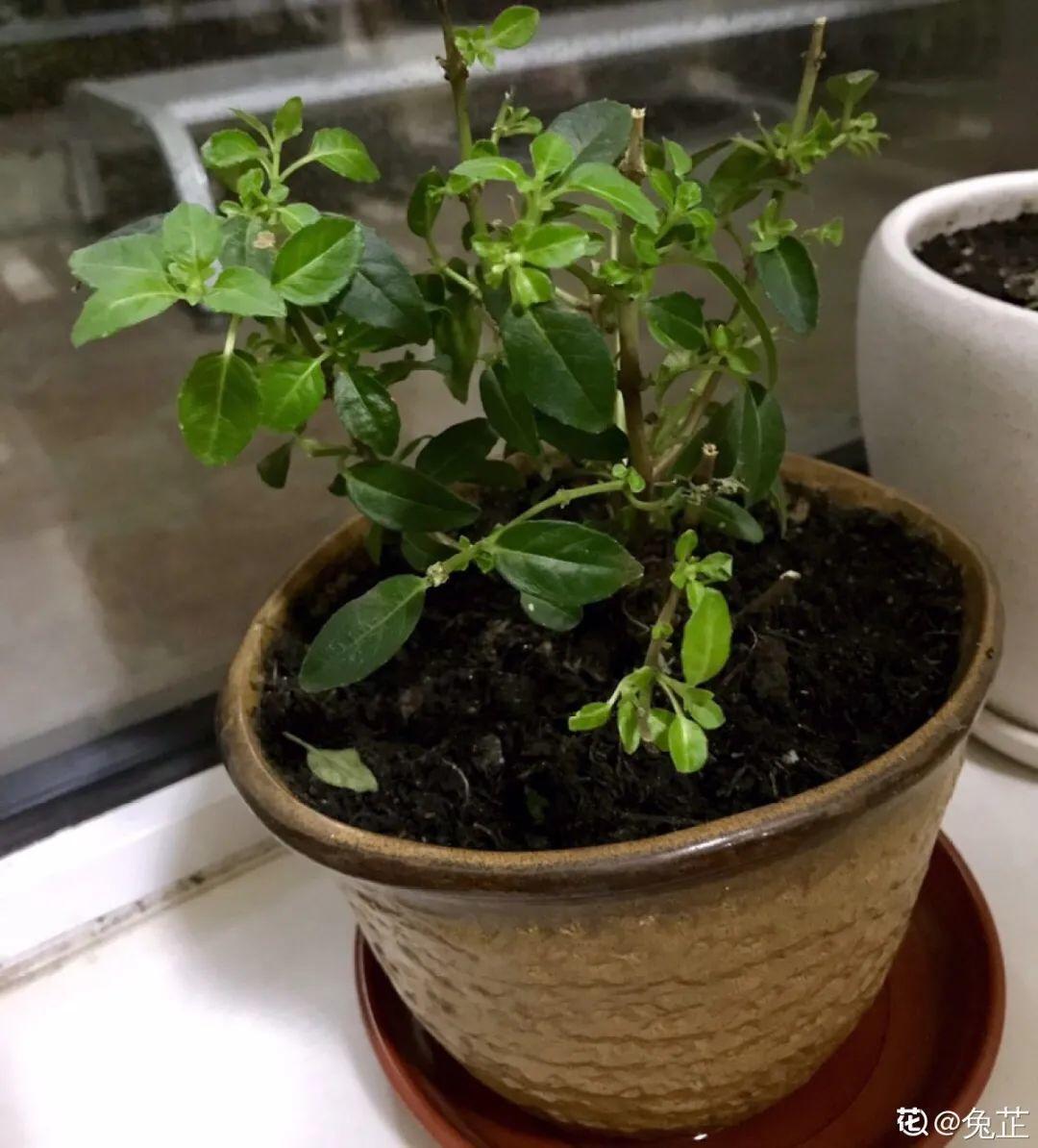 家里养了月季，花后使劲剪，越剪越开花，真省心