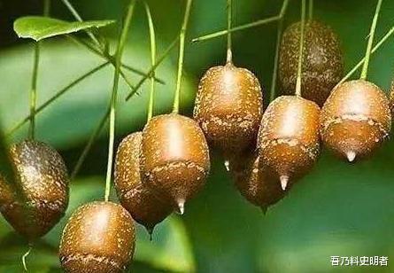 诸多外国游客远赴千里来中国，只为了看这一棵树，现仅存一株