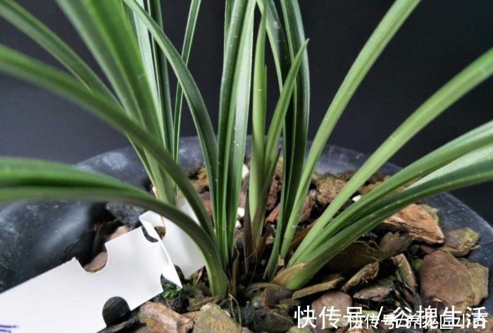 兰花总“焦尖”怎么办？通过“2点”分析，找到原因才能叶子油绿