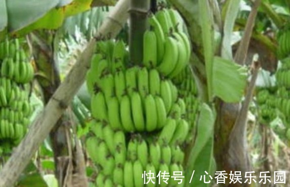 化学物质|女性不想皱纹爬满脸,常吃一果,呵护肠胃,排毒养颜,早知早受益