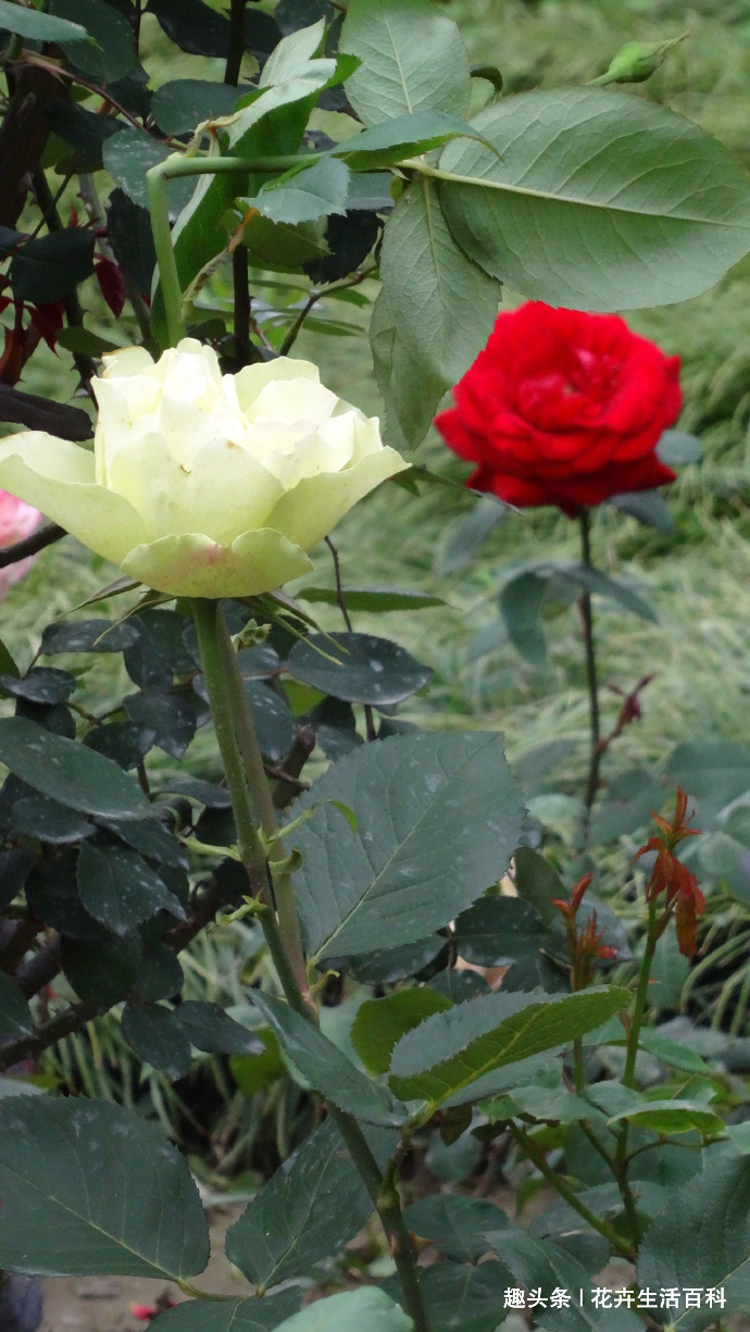 喜欢菊花，不如养盆“精品玫瑰”绿云玫瑰，宛如碧玉，实属珍品！