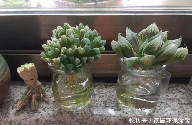 布丁瓶搭配海绵养多肉,不买盆不买土,干净卫生,容易出状态