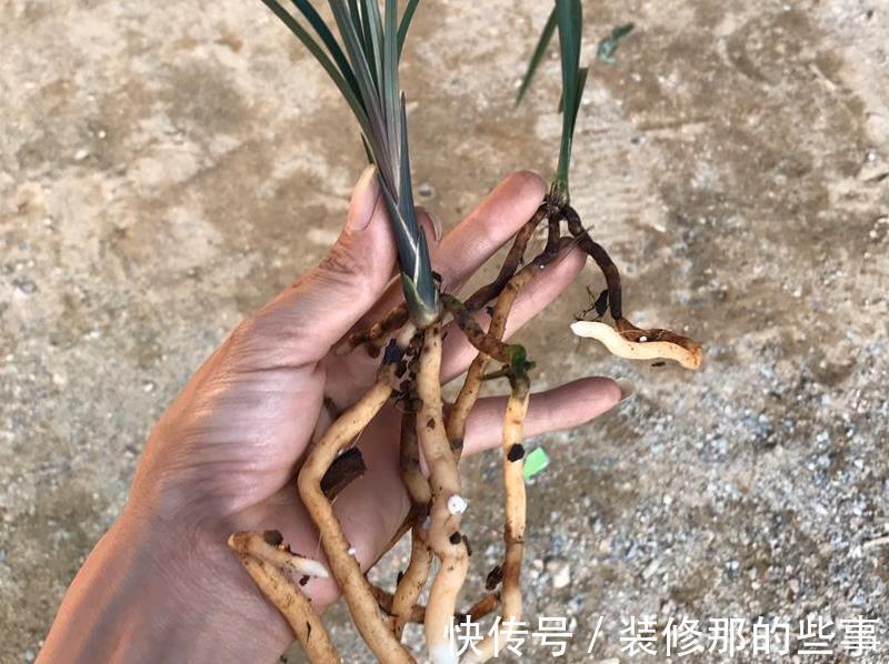 春剑红素之王:都江红素|春剑红素之王:都江红素,盆栽顾及到这些,品相完美,百看不厌