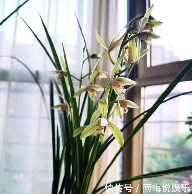 老前辈养兰花,土里加1料,兰根壮,夏不腐,兰叶呼呼长,绿油油