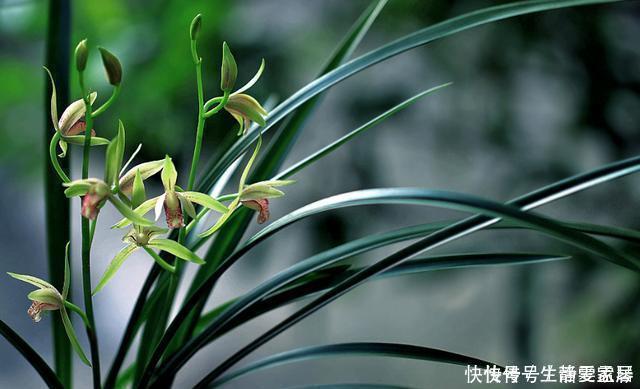 掌握室内养兰“6要素”,再难养的兰花也不烂根,长势好年年开花