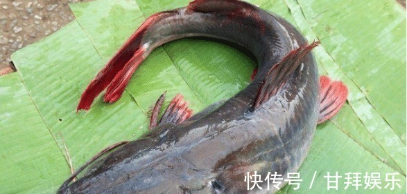 食物|孩子不满三周岁,这些食物,千万不要让孩子吃