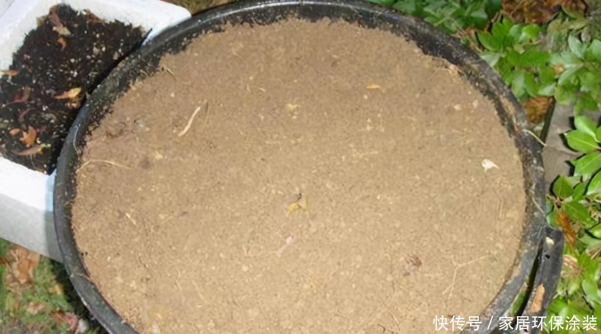 家庭养花选它制作肥料,了解做法,才能既省钱好用又没臭味