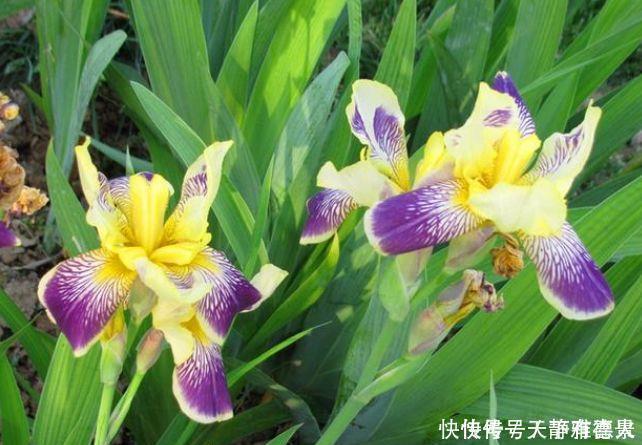 5种花是花中劳模，一年四季开花不断，家中必备