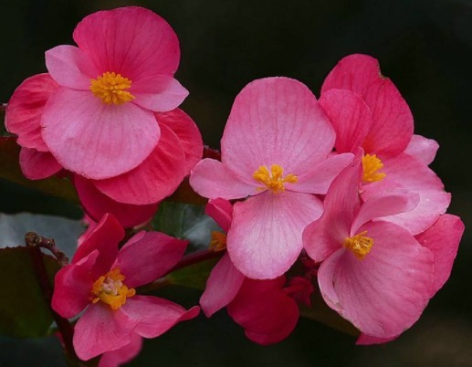 此款植物最耐寒,适合秋冬养殖,花艳易爆盆,开花一簇一簇,超美
