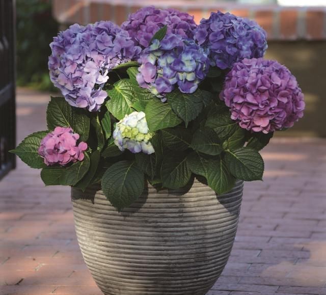 绣球花|托尼老师教您修剪绣球花,记住简单两点,拿剪刀的手再也不抖啦