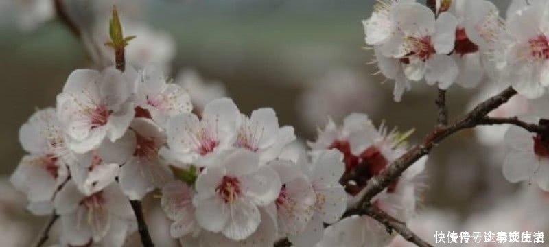 经典|王安石这首诗被严重低估了,第一句就令人惊艳,最后两句更是经典