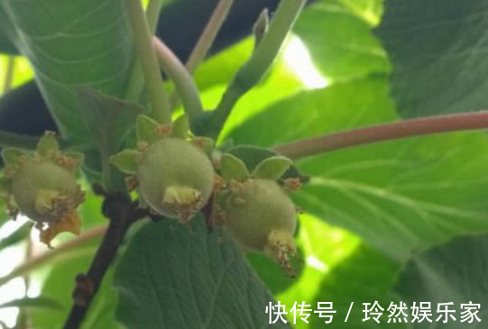 全家|好吃的“猕猴桃”别买了,在家种一棵,果子挂满树,全家人都够吃