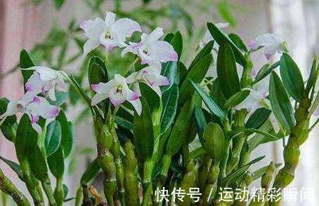 石斛兰怎么养,教你6招小细节,花叶轻松长爆枝头