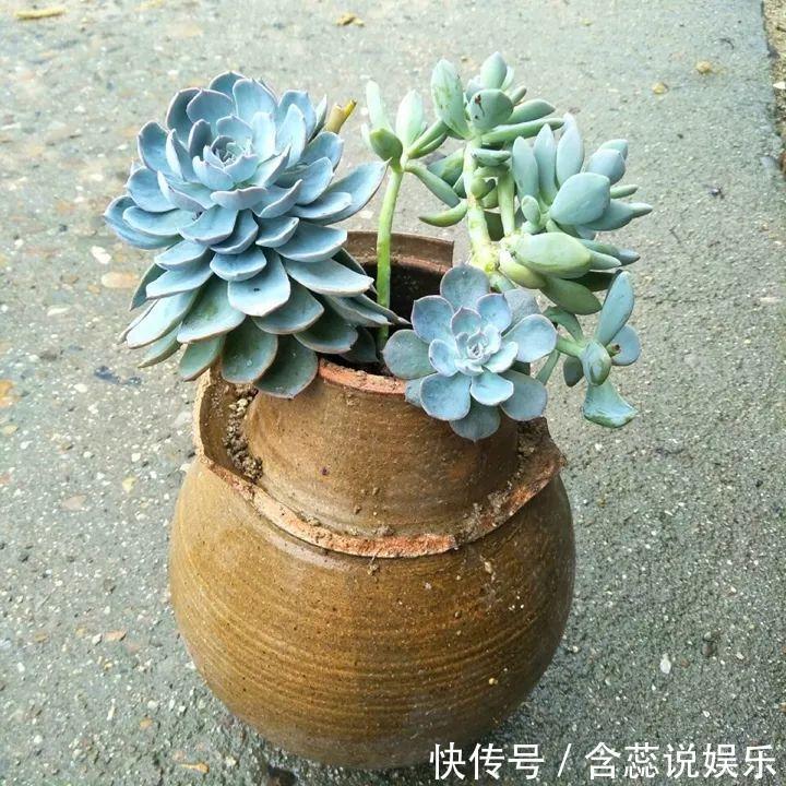 坛子|他用菜坛子种多肉,1分不花,呼呼长成“大米饭”!