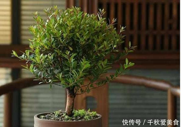 这三种树最适宜养在客厅,比香水都香,亲戚来了都说好