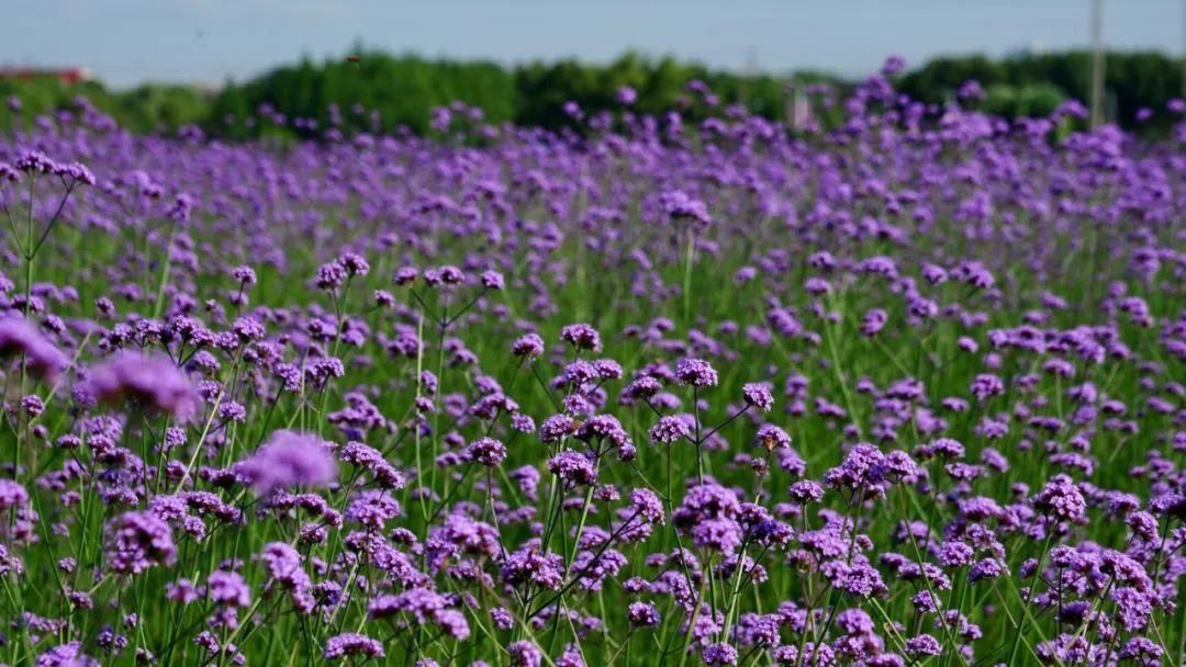 大滨菊|错过等一年！宁波这些花海快打卡