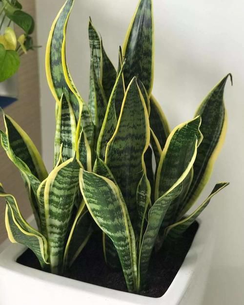 暖房里养花,注意几点,不然再暖和也养不好花!