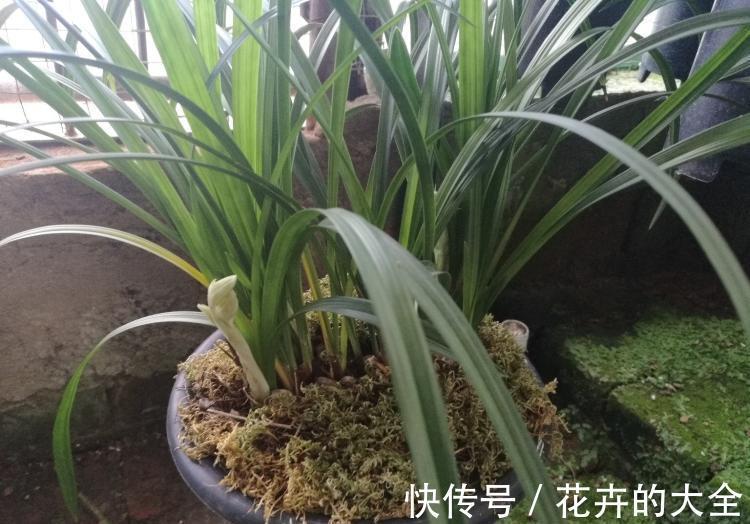 浇水|兰花中的珍品大雪素,花如其名雅致素朴,简单养殖就能爆盆