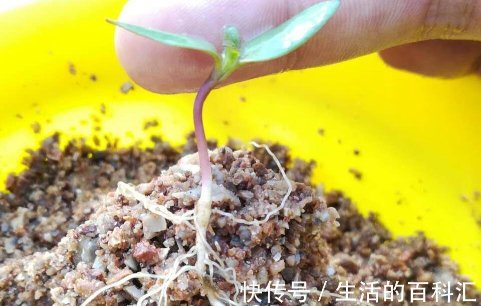 根系|花卉小苗这样移栽不伤根,缓苗快,有些细节千万注意