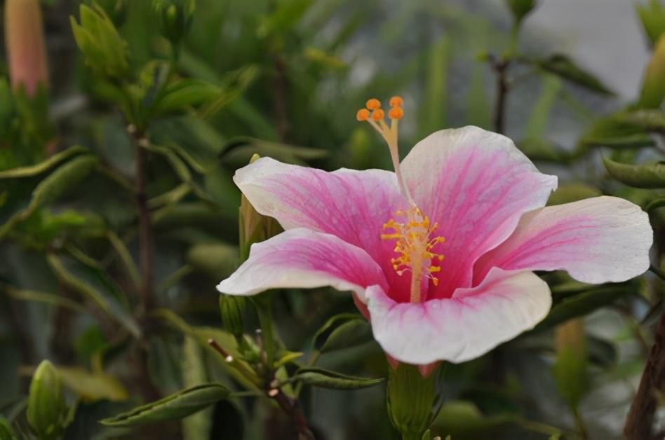  赏花|养这6种花的人太聪明了，一年四季都在开花，家里时时刻刻能赏花