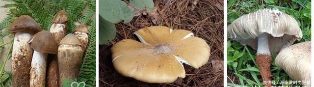 山中珍品,菌中之冠——鸡枞菌,在晴天雨后来一场邂逅!