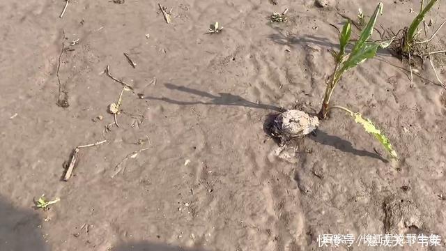 长江君|退水后钱塘江滩涂变“鳖滩”,甲鱼四处乱爬,有人一会捡了十几只