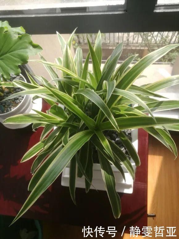 虎皮兰,红掌,吊兰养成老桩，变成大树，真壮观