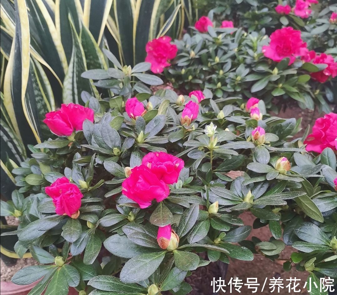 杜鹃有“2怕3不喜”,了解它的“喜好”,才能长得旺,多开花