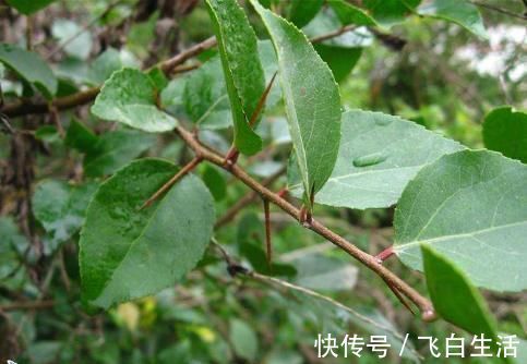 树干|农村树木浑身是刺,砍柴都不要,却不知去皮后价值大,千元一棵