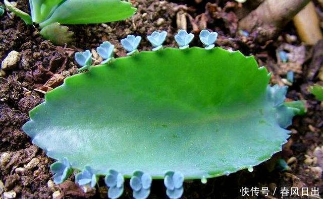 家里养4种花,叶子掉盆里,15天生根发芽,1盆能变20盆,好养活