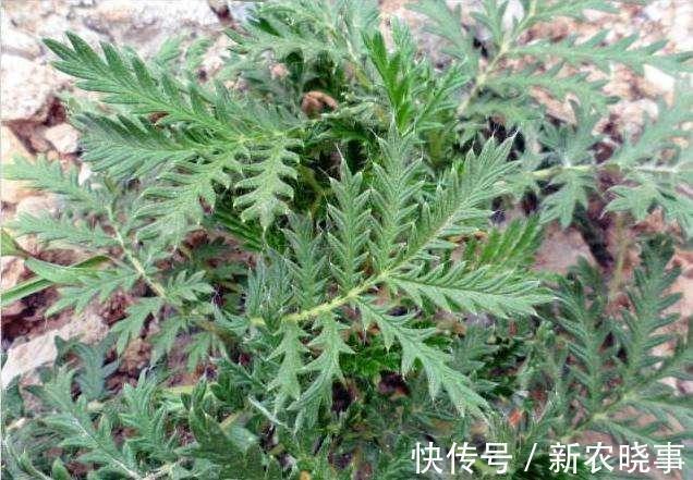 鸡腿|长在农村的“野草”,长得像“鸡腿”,生命力顽强,炒着吃味道好