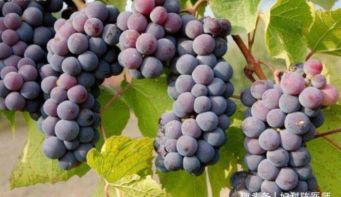 补血|女性养生,推荐吃几种食物,补血养颜,美白护肤,延缓衰老