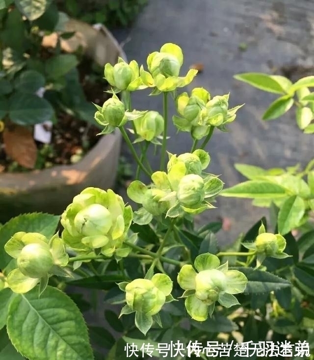 婆婆养月季只选一种，好养抗性强，关键“爱”开花，比养欧月实在
