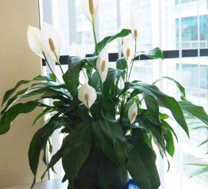 睡眠质量|人养花,花也养人,4种花最适合养家里,好养不占地,烂漫迷人!