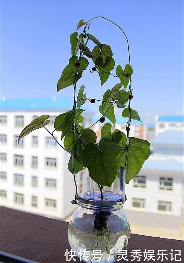 一节山药插水里,疯狂长藤“冒金豆”,赚大了!