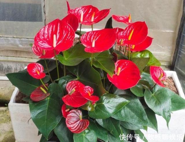 生根液|红掌烂根不要怕,教你几招,轻松救活,新叶不断冒,花开不停