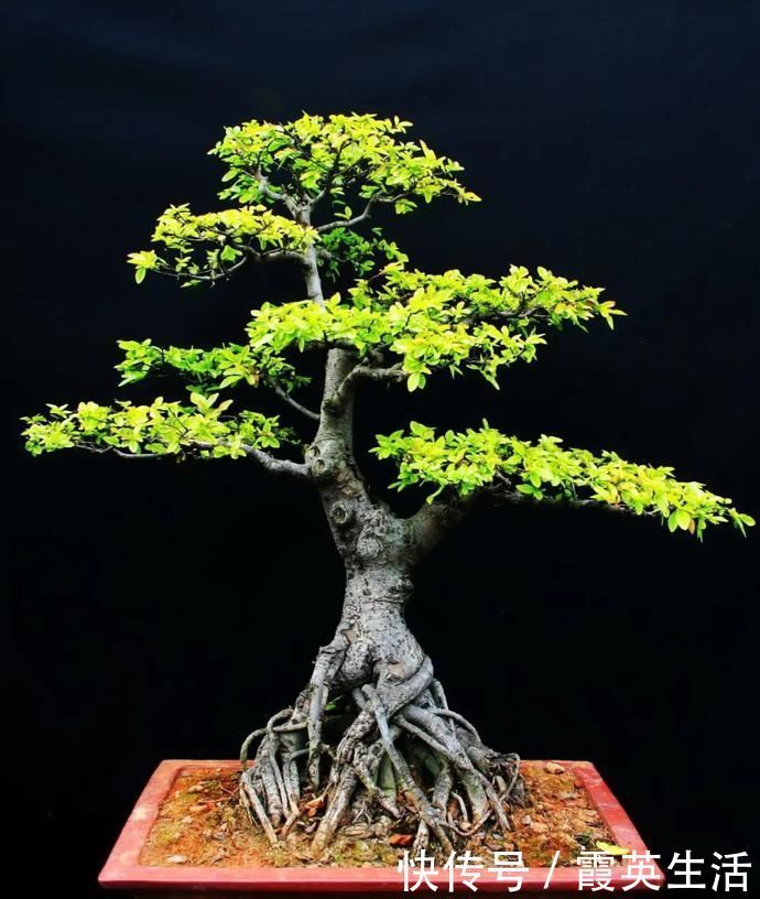 树木|盆景制作技法夏天来到,盆景脱衣换锦,有6种好处