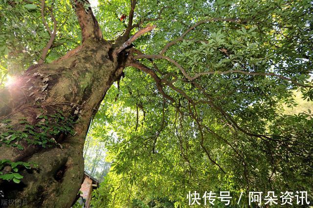 价值|院子里有空地,就种“四大名贵树”,越大价值越高