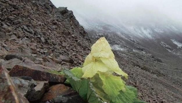 川藏线上的居然有“大白菜”，当地牧民看后痛呼：千把块钱没了