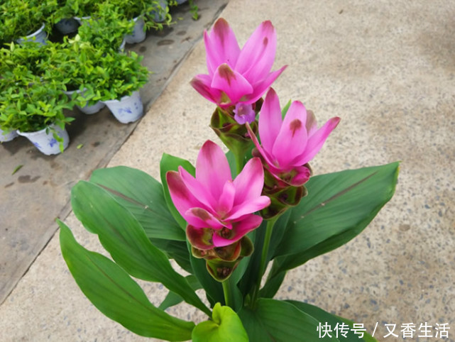 姜荷花|“姜”开花如此美丽!一个小盆种出来,扔花盆就活,漂亮又好养