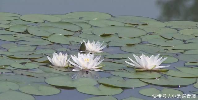 然然然然然然|有趣的藏头诗、嵌字诗、首尾同字诗,古人太有才了