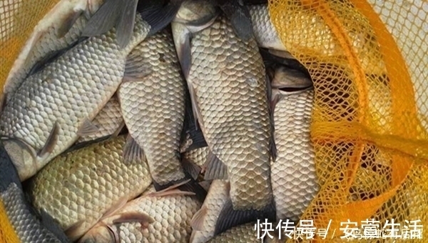 七星漂钓组|冬季野钓大鲫鱼，这些民间钓法看着很土，但是效果一流！