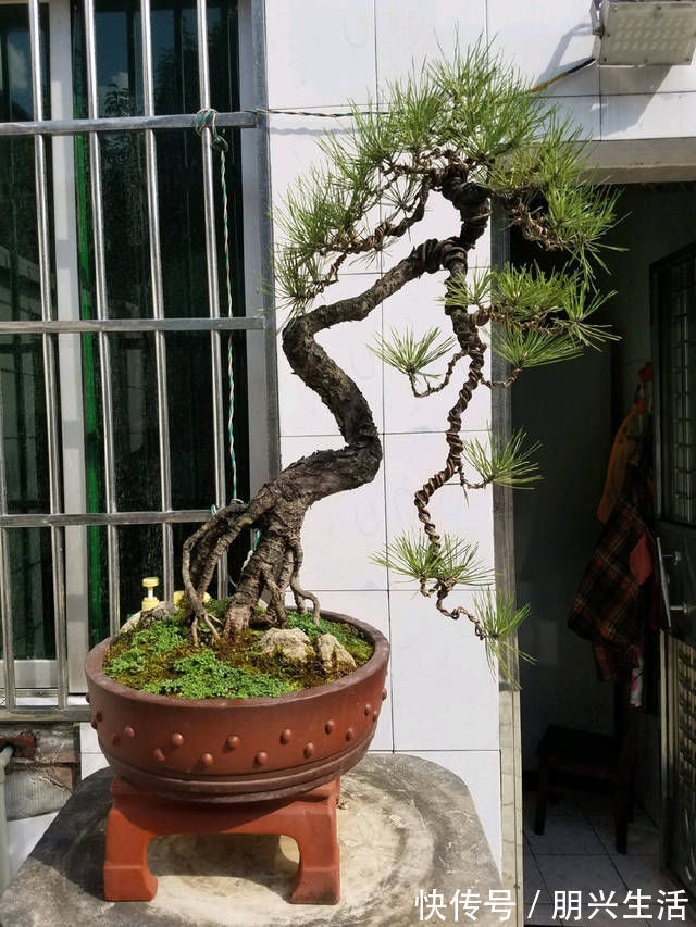 到园艺师家里做客，欣赏到了很多精品盆景，一起来感受盆景的魅力