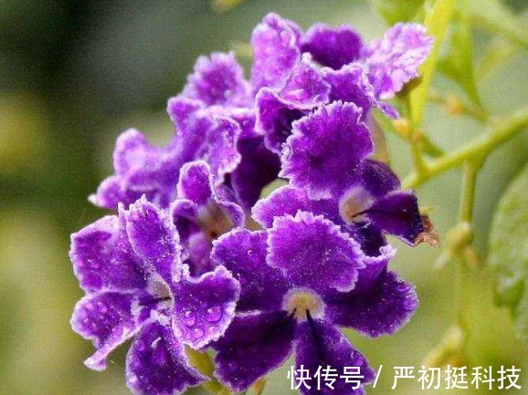 蕾丝|养花就养“姿态曼妙”的,花瓣边缘镶嵌着花波,如蕾丝花边太美了