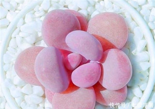 新手养多肉,牢记5大原则,减少烂根烂叶,叶片精致可爱